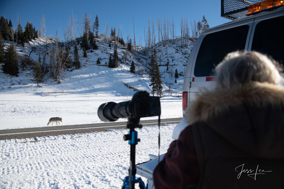 Photographing Wildlife in Yellowstone Yellowstone with jessleephotos.com print