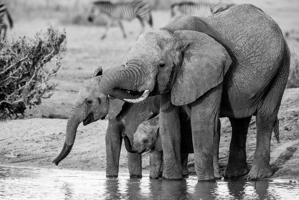 Black and White Waterhole print