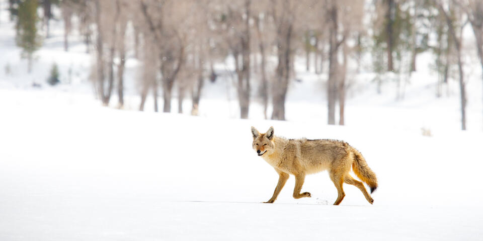 Coyote Photograph 1 print