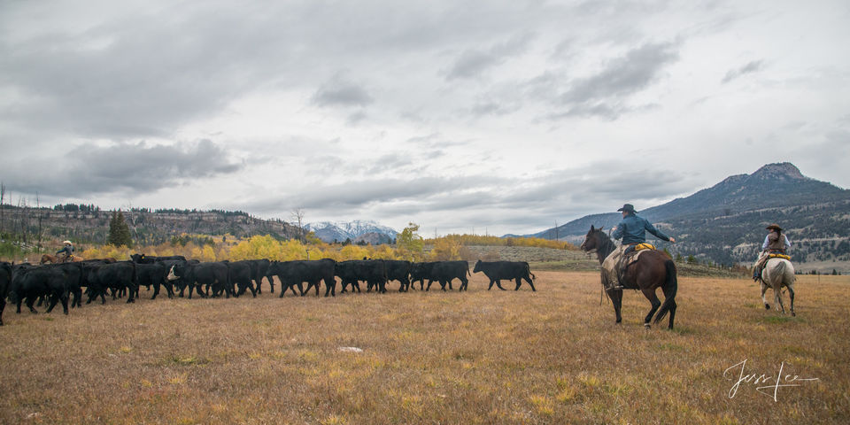 The herd