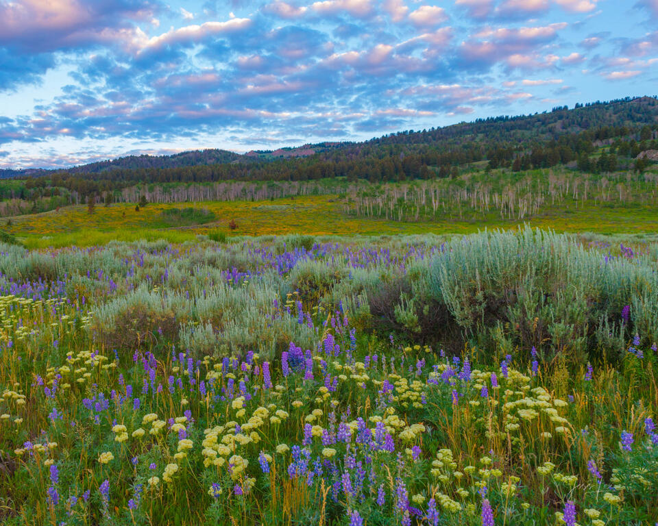 Idaho Sping Hills