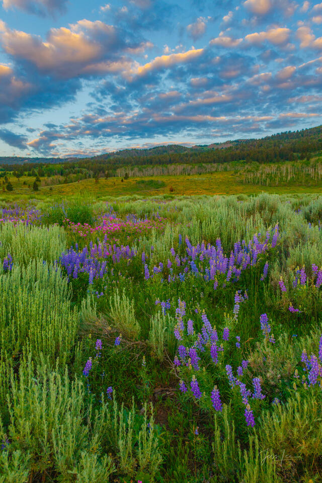 Basin Flowerrs print