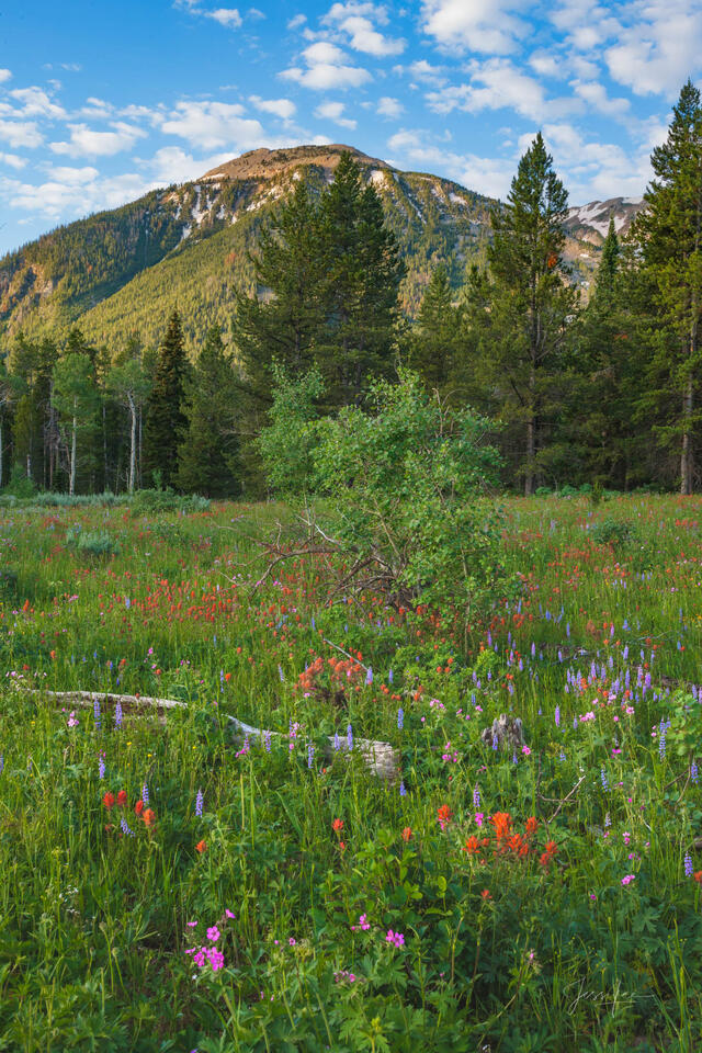 Spring Fresh Idaho