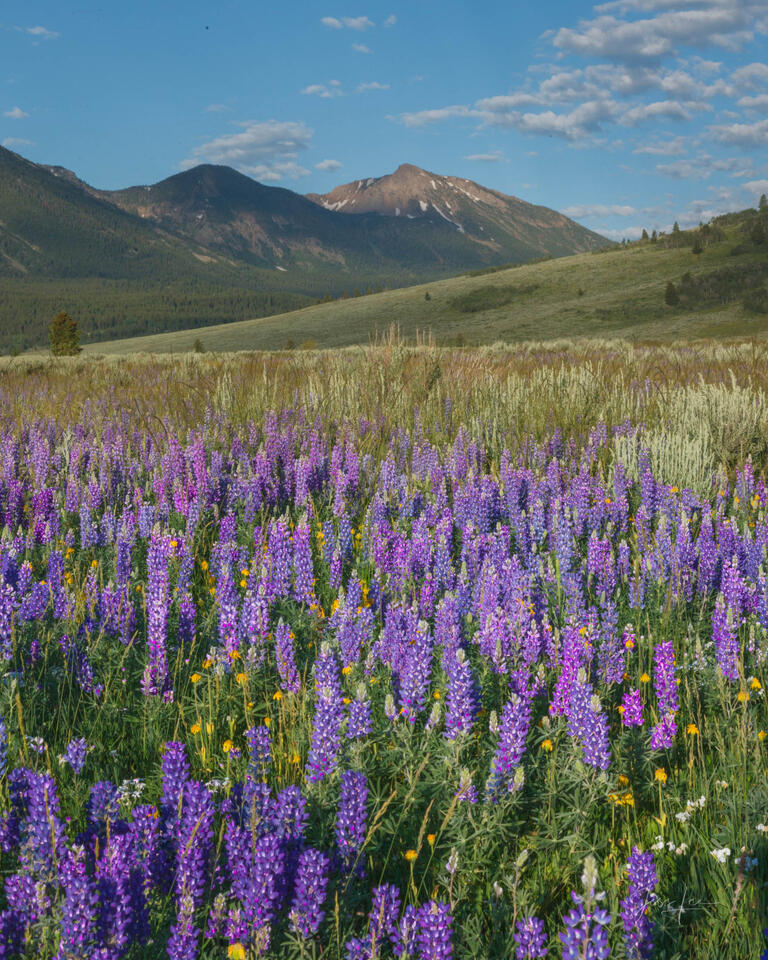Central Idaho Lupines