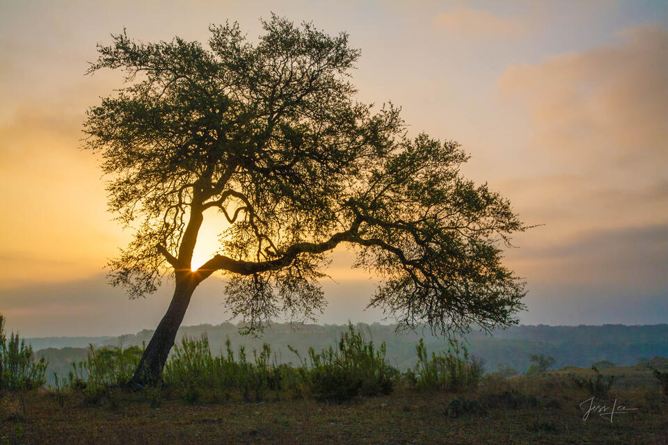 Hill Country Tree print