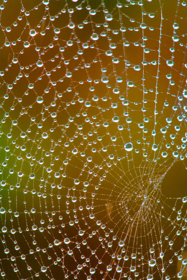 Dew Drops print