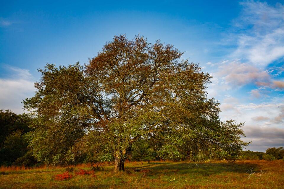 Under the Oak print