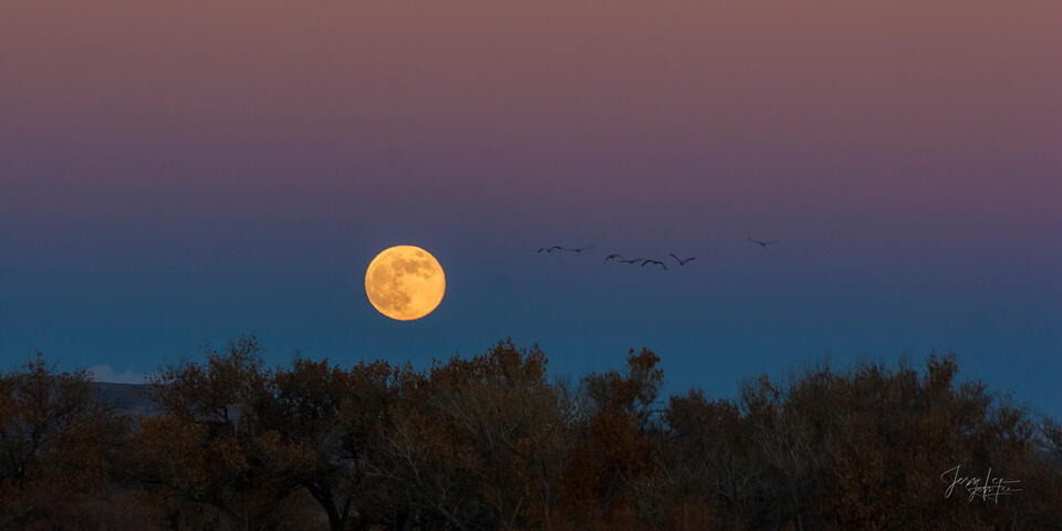 Fine art landscape photography of a large, golden full moon rising over silhouetted cottonwood trees with a flock of Sandhill Cranes flying past in the twilight
