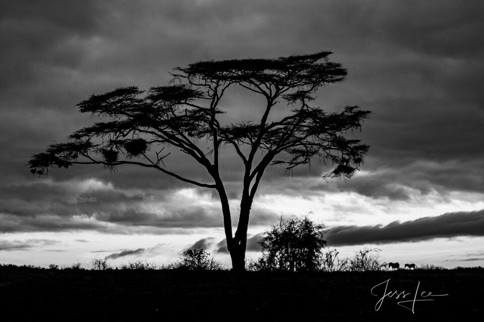 Kenya Twilight Photograph in Black and White