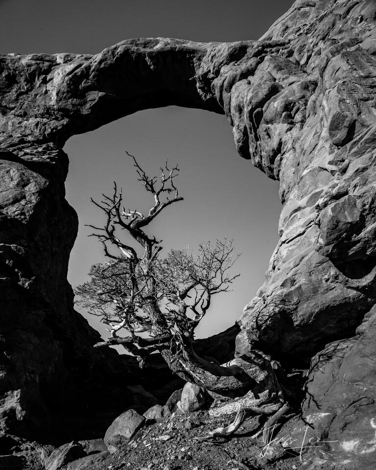 Dead Tree Arch print