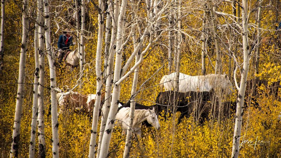 Herding Through the Aspen Maze 