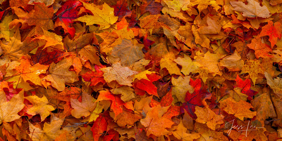 Autumn Leaves print