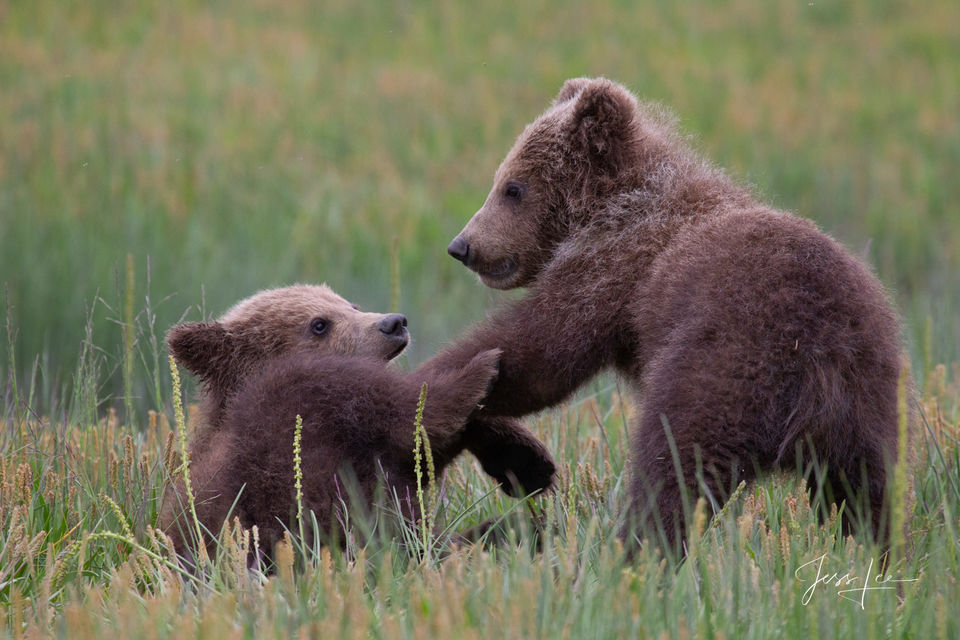 Grizzly/Brown Bear Cubs play fighting pictures print