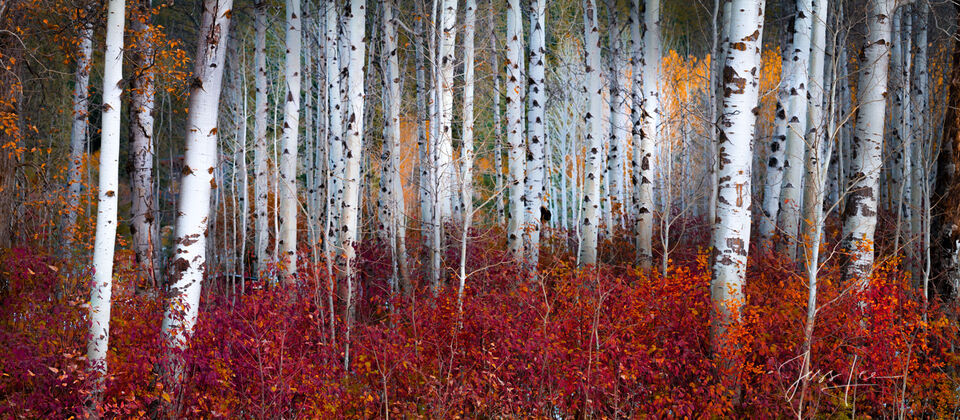 Red and Gold Birch Trees  print