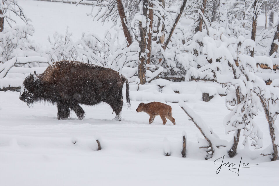 Early Spring Bison Calf in snow print