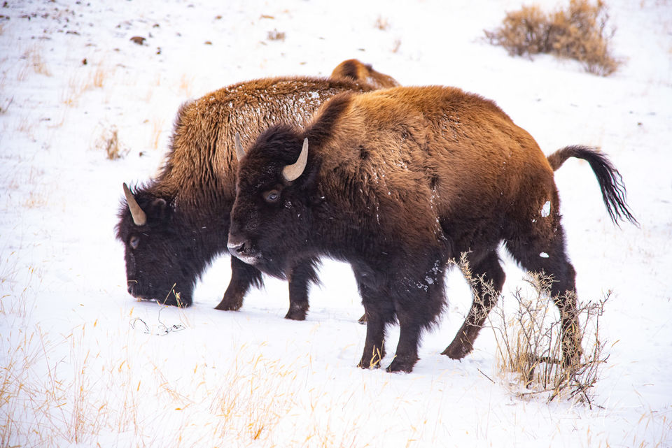 Photographing Yellowstone Bison with jessleephotos.com tour print