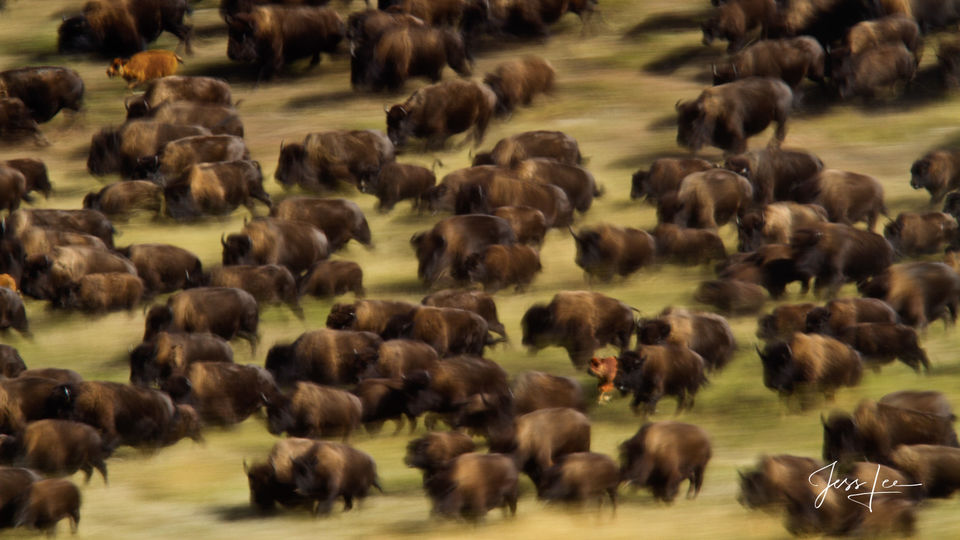 Buffalo herd stampede print