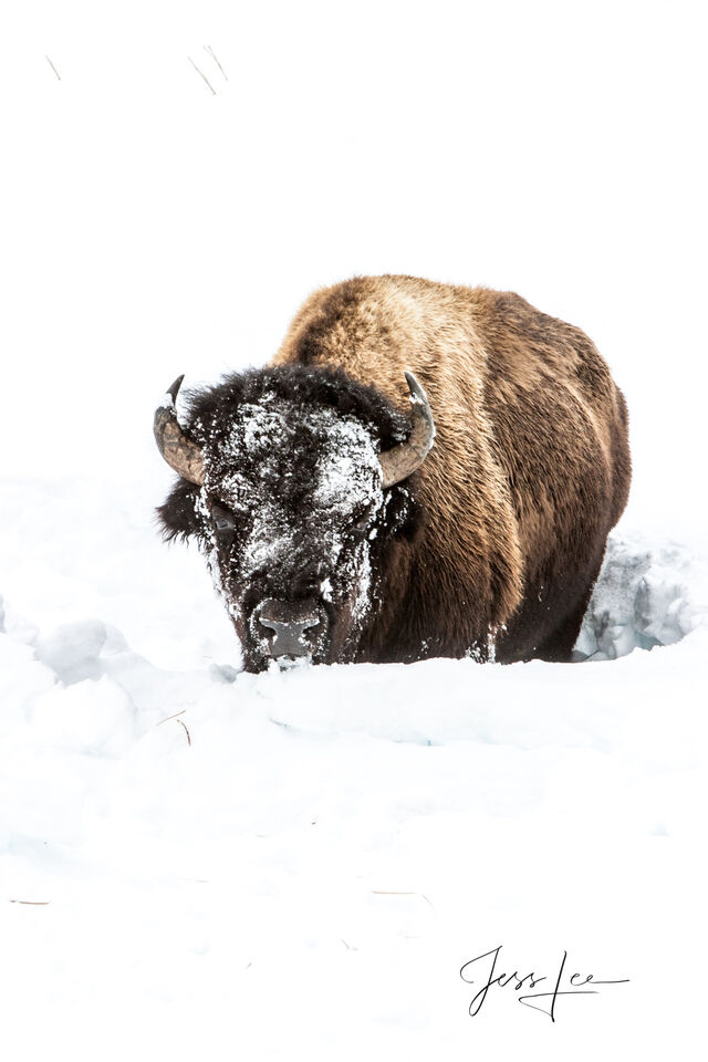 Frozen Snowy  Faced Bison print