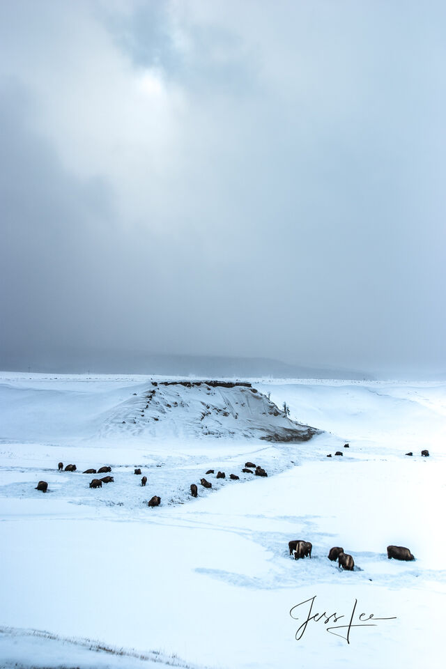 Hayden Valley Winter Bison print