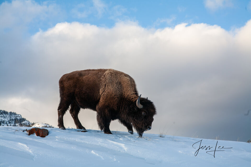 Wintering Bison during a break in the weather. print