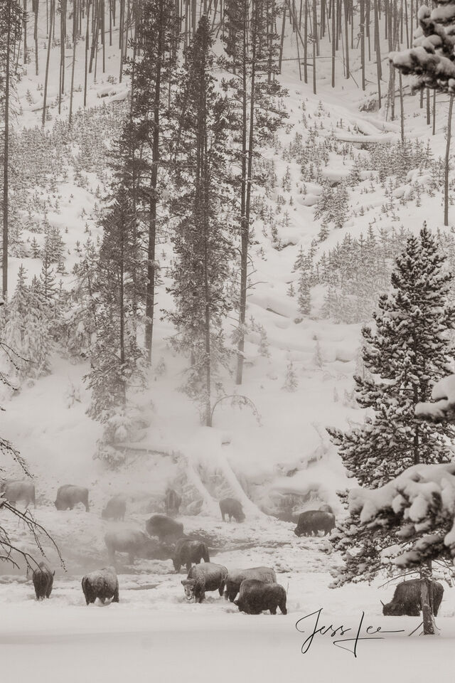 Bison Herd at Hot Springs | Sepia print