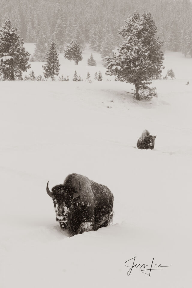 Bison on the trail in Sepia print