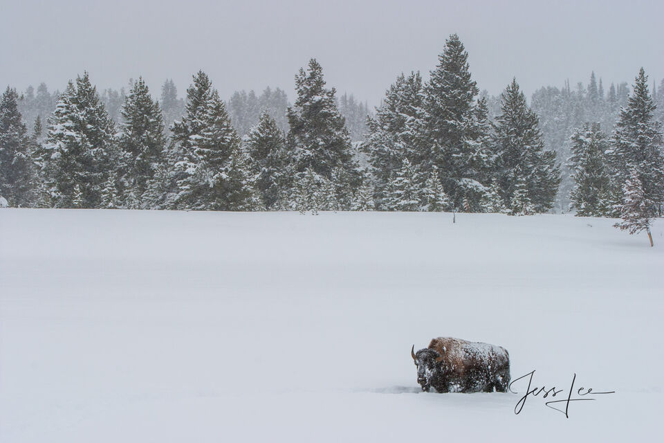 Lone Bison in Winter print