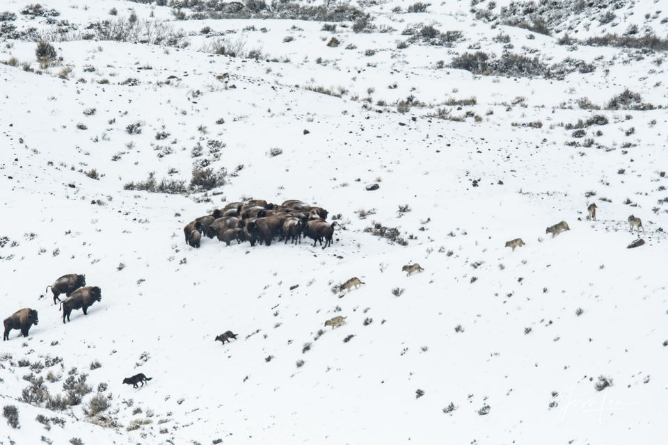 Photographing  Wolves and Bison in Yellowstone with jessleephotos.com tour print