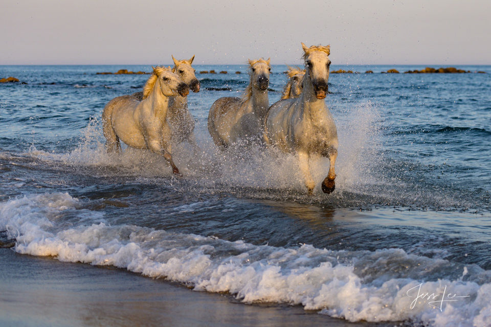 Surfing-horses print