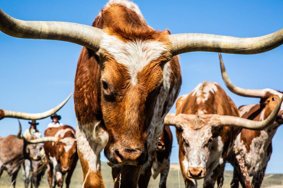 Long Horn Cattle print