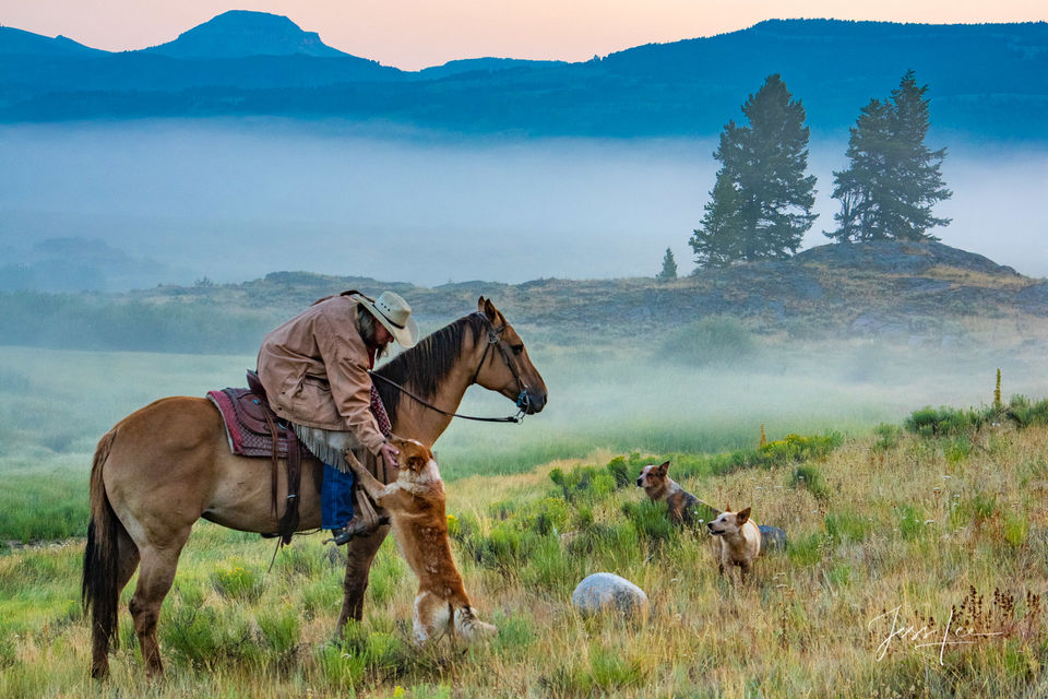 Cowgirl and Cowdogs print