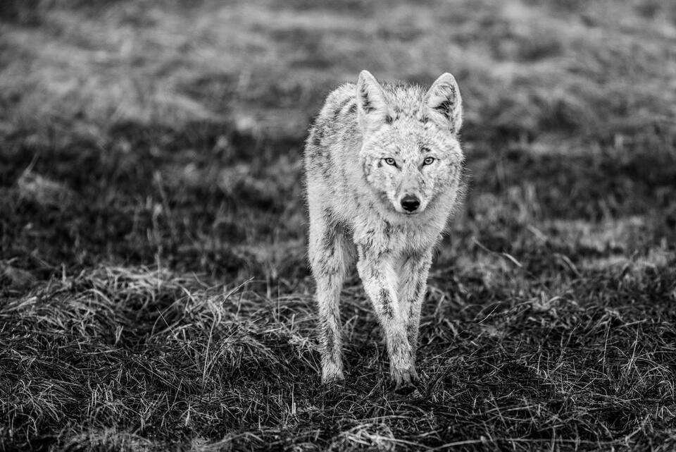 Coyote Photo gallery 7 print