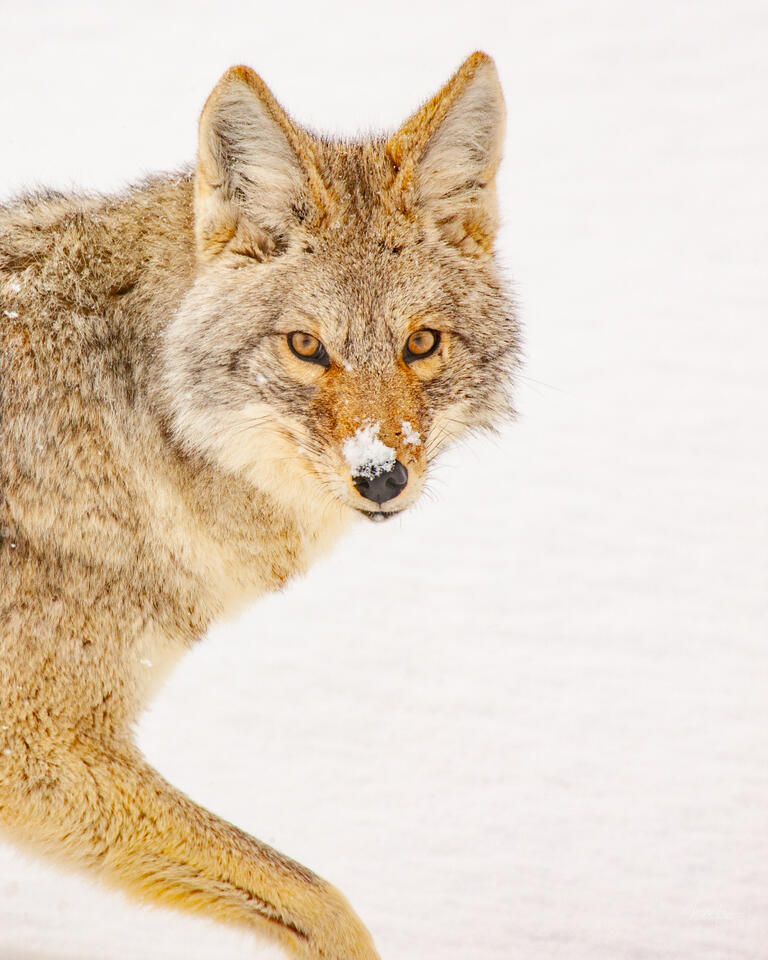 Coyote Photo 15 print