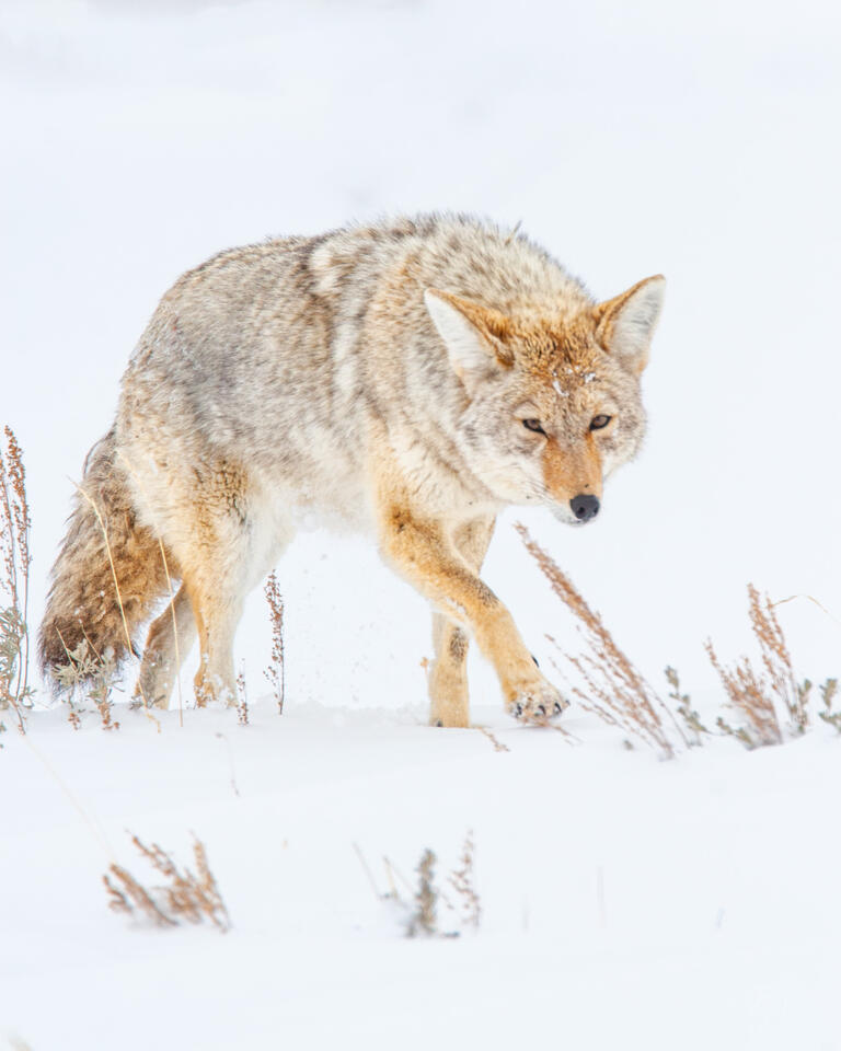 Coyote Photograph 10 print