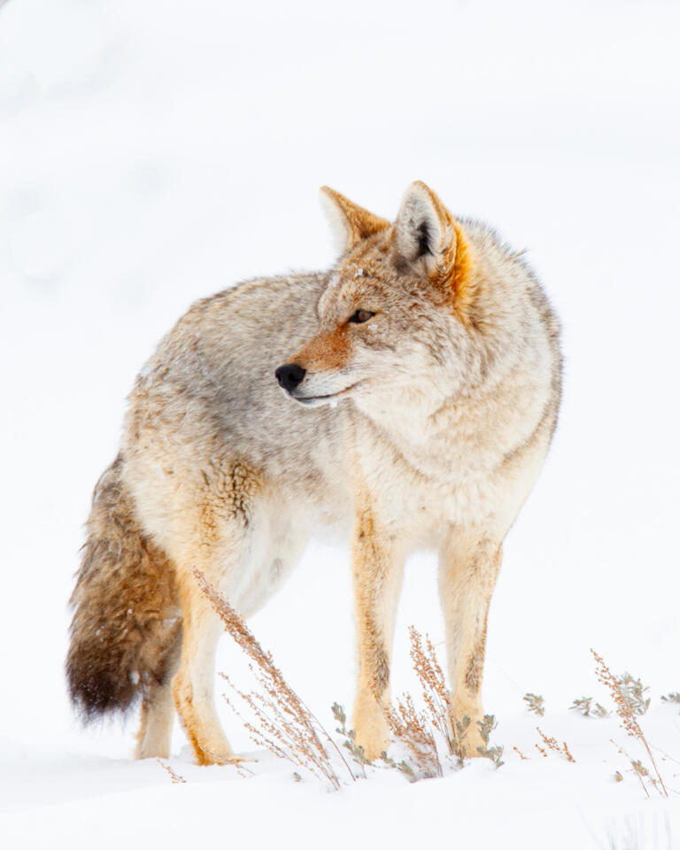 Coyote Photograph 11 print
