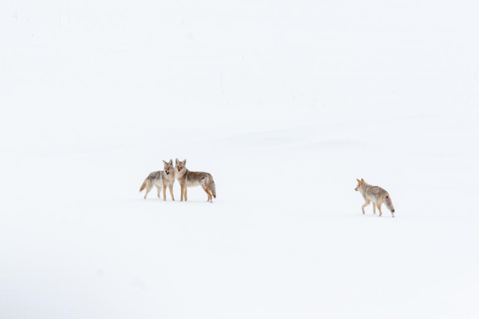 Coyote Photograph 16 print