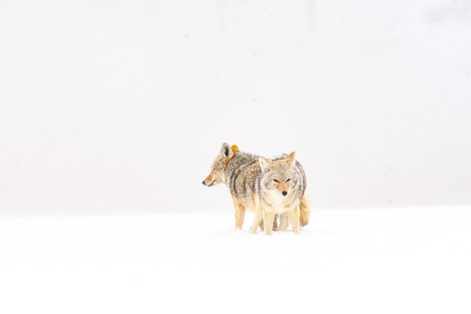 Coyote Photograph 20 print