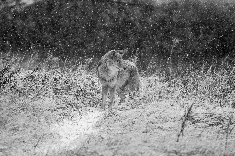 Coyote Picture 5 print
