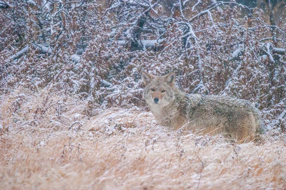 Coyote Picture 6 print