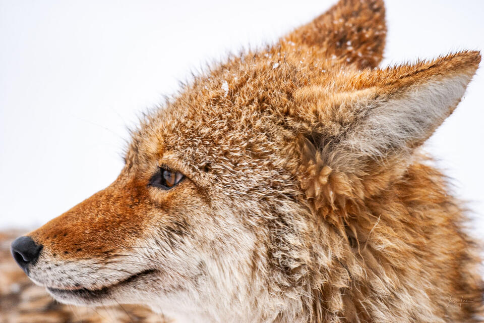 Coyote Picture 11 print