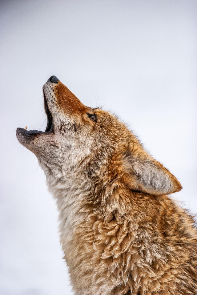 Coyote Picture 12 print