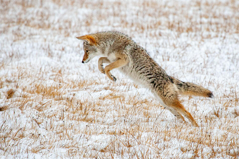 Coyote Picture 4 print