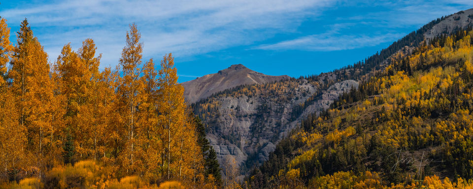Colorado Rockies fall Aspen trees Panoramic  print