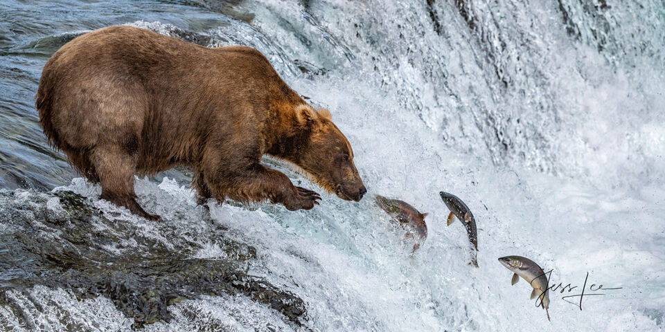 Grizzly Bear Fishing Catch and Catch Again | print