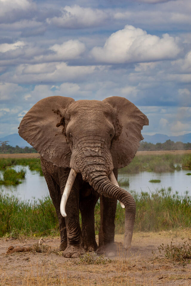 Big Boy At the Marsh print