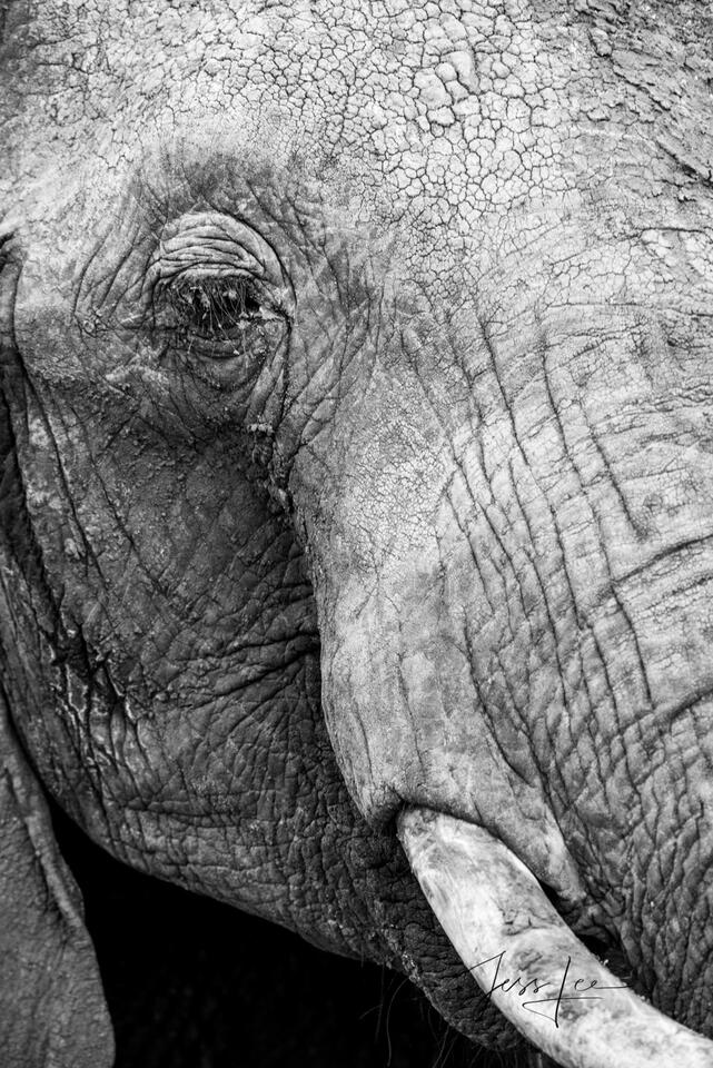 Elephant Details print