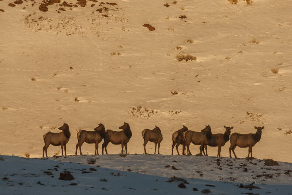 Line up of cow elk print