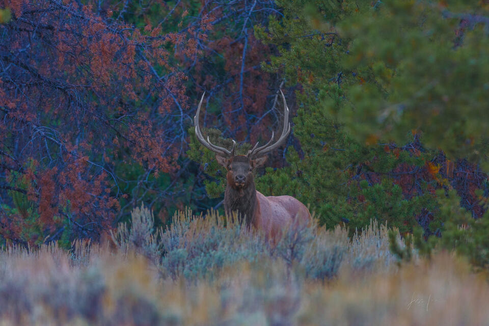 Hiding in the Timber print