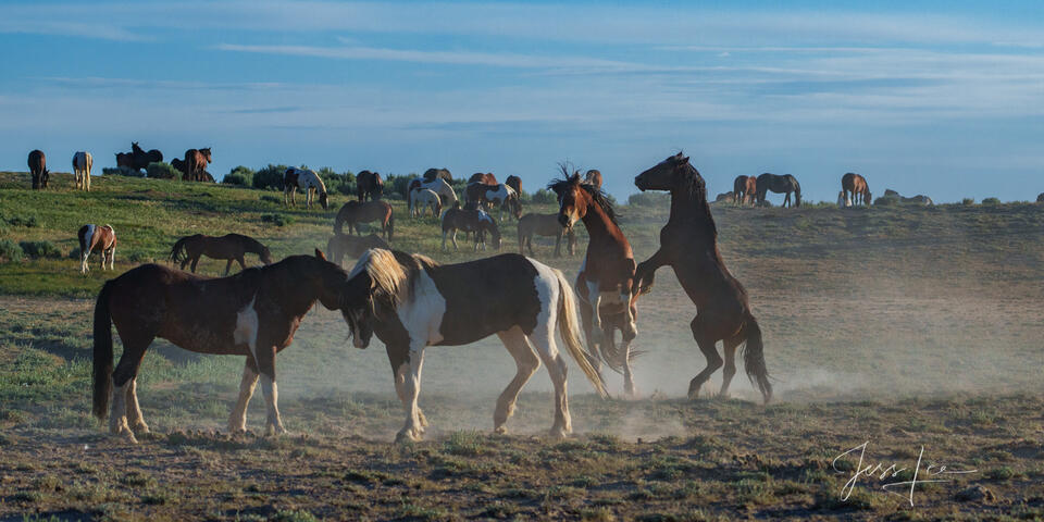 Horse fighters print