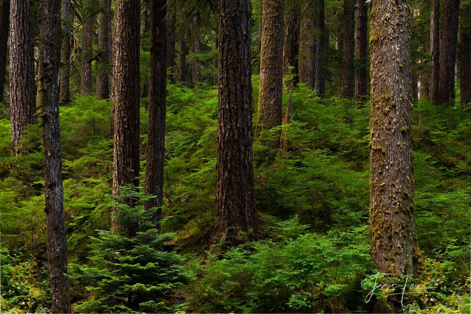 Forest pristine